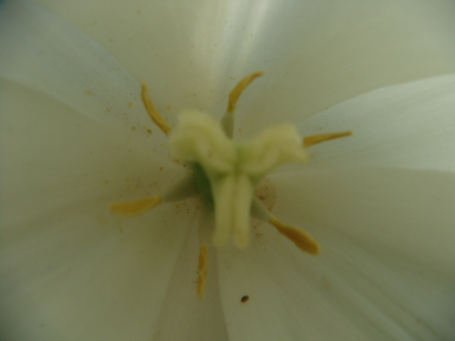 花中芭蕾