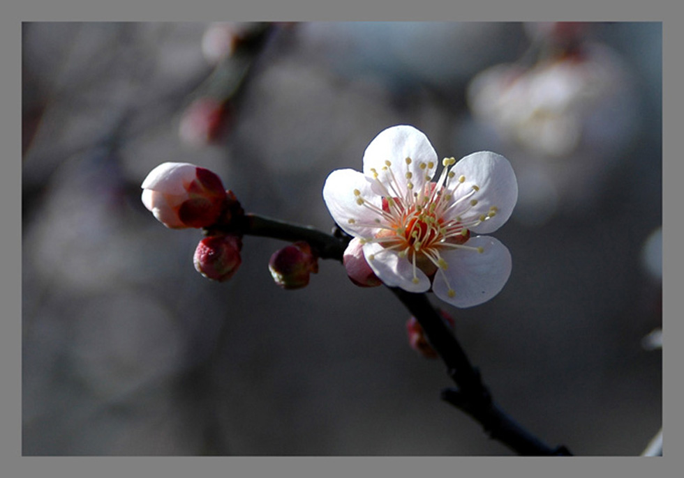 梅兰竹菊花卉帖