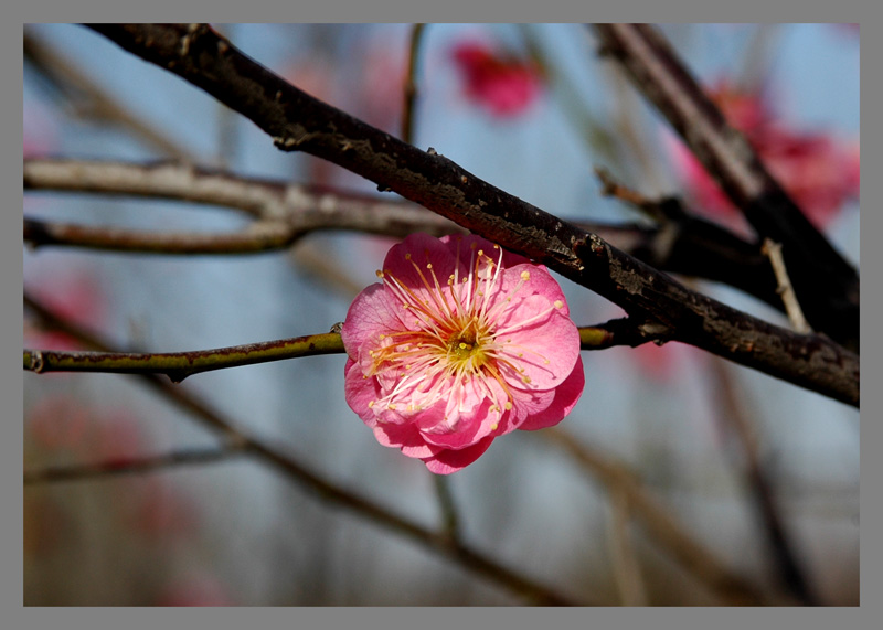 梅兰竹菊花卉帖