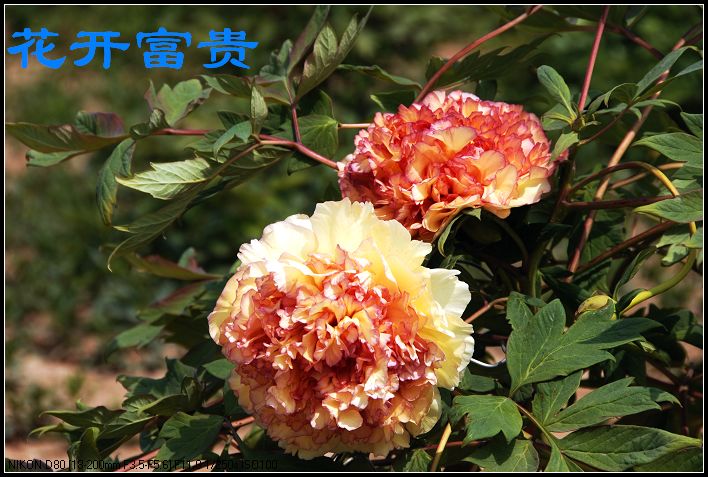 发一组牡丹花！
