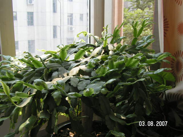 我自己养的花
