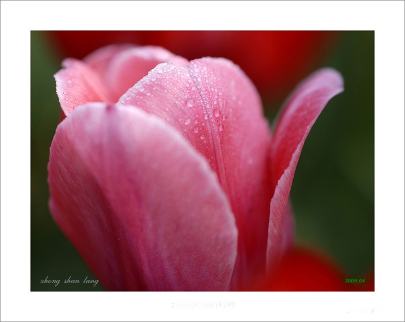 梅兰竹菊花卉帖