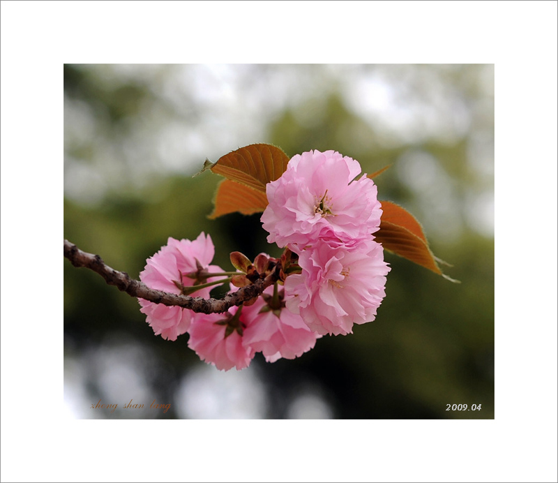 梅兰竹菊花卉帖
