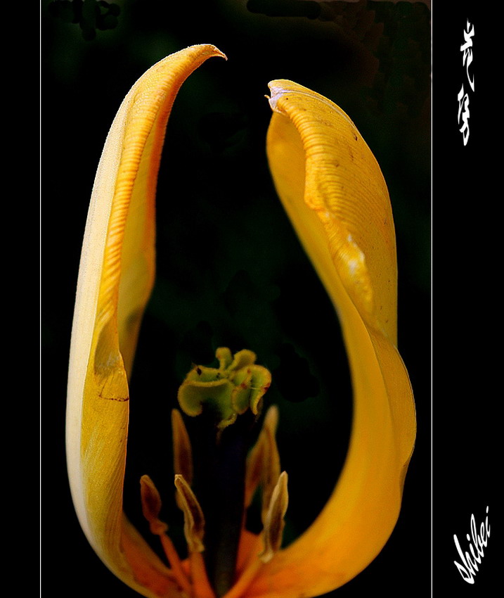 梅兰竹菊花卉帖