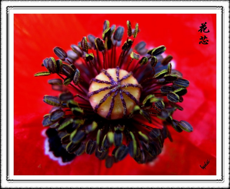 花中芭蕾