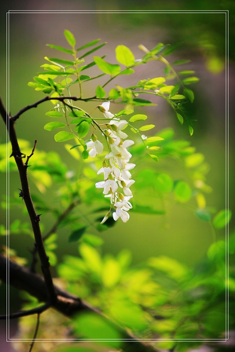 五月槐花静静开。