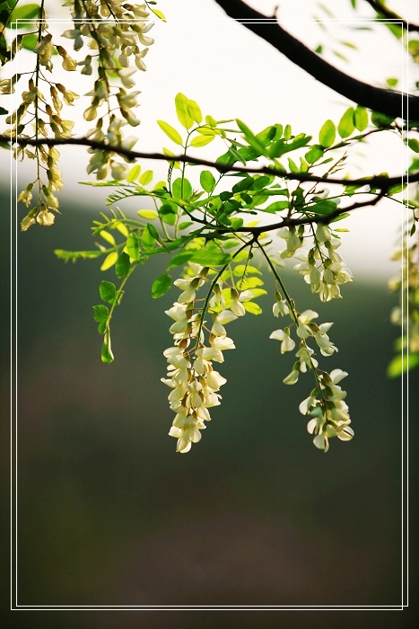 五月槐花静静开。