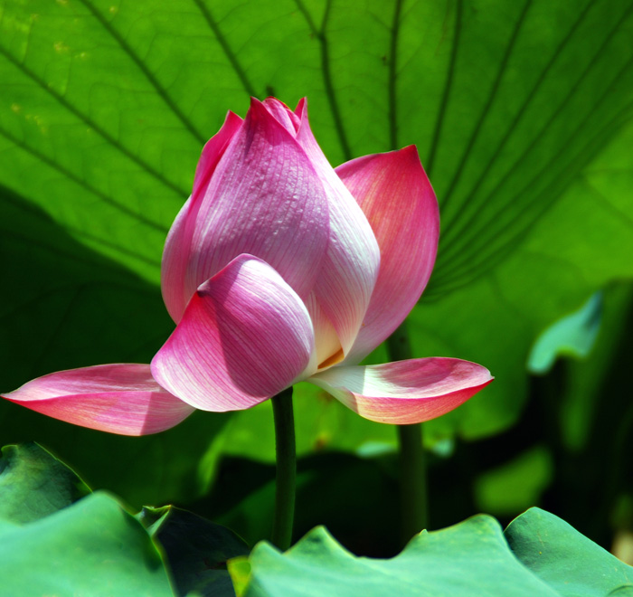 花语