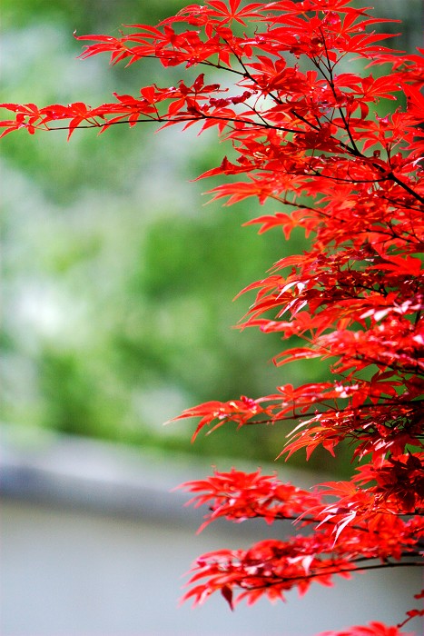 新蕾公园红叶一组