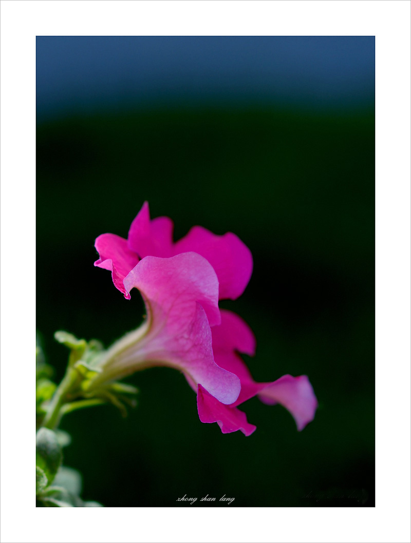 梅兰竹菊花卉帖