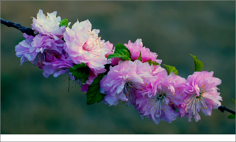 梅兰竹菊花卉帖