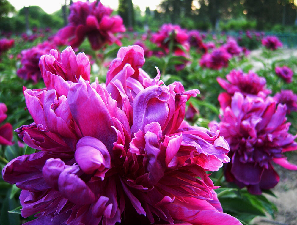 花相——芍药一组