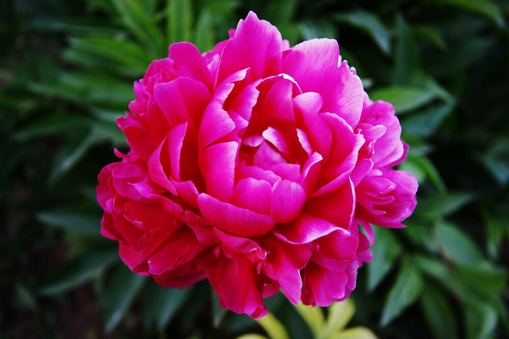 花相——芍药一组