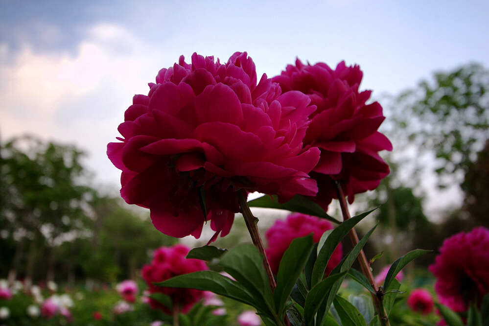 花相——芍药一组