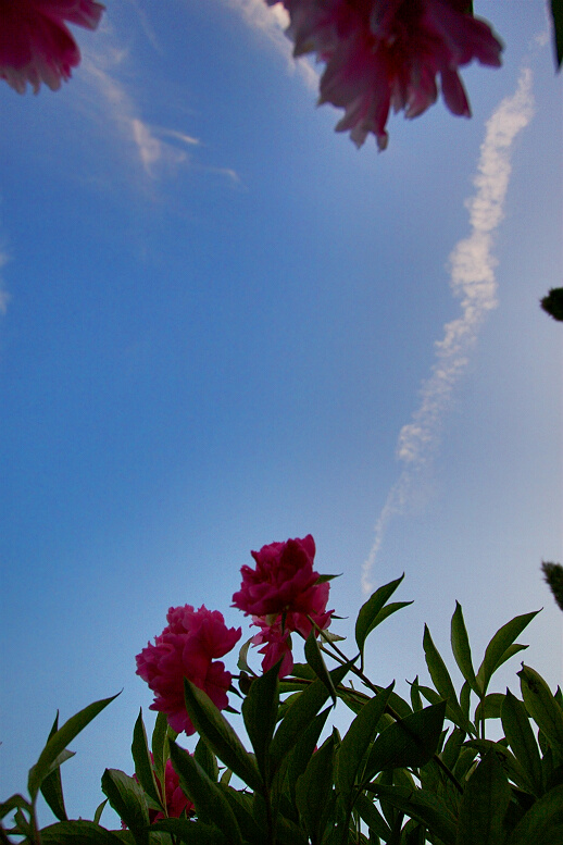 花相——芍药一组