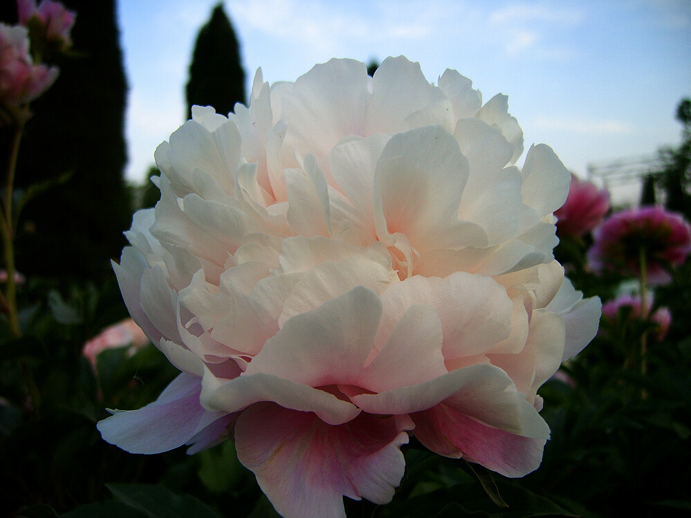 花相——芍药一组