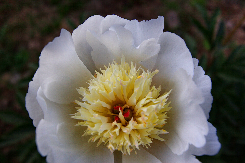 花相——芍药一组