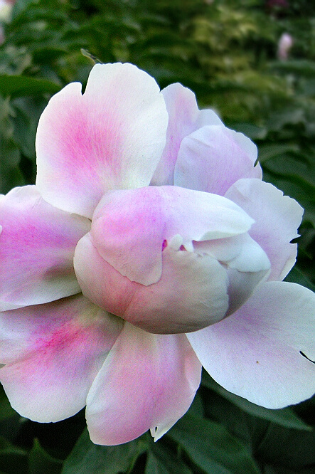 花相——芍药一组