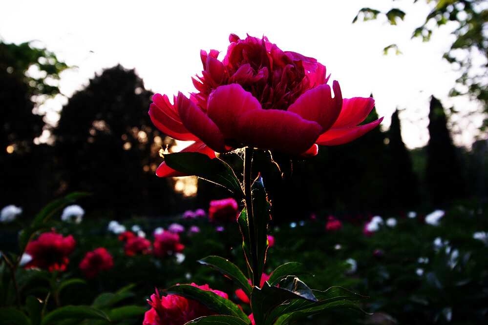 花相——芍药一组