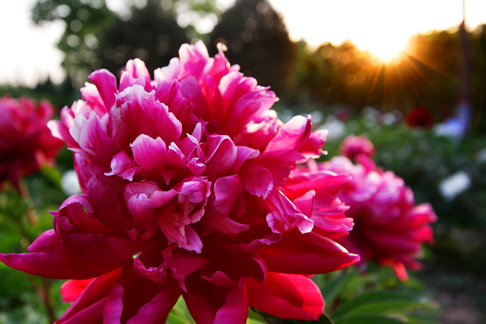 花相——芍药一组
