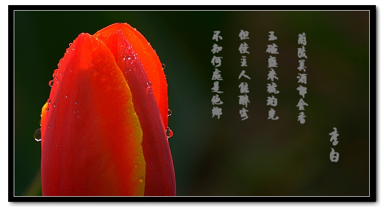 梅兰竹菊花卉帖