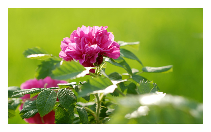 求证花名？