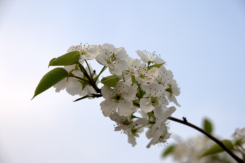 陕北的花鸟