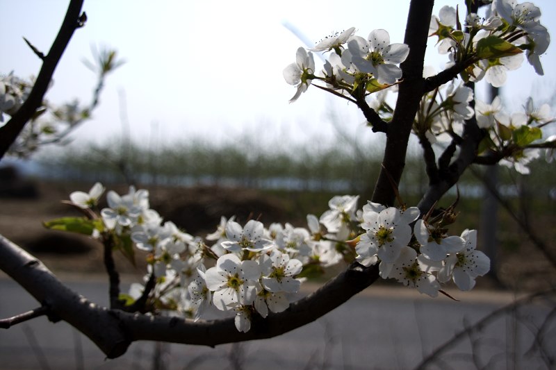 陕北的花鸟