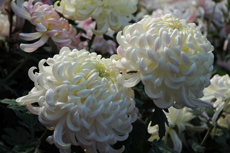 菊花