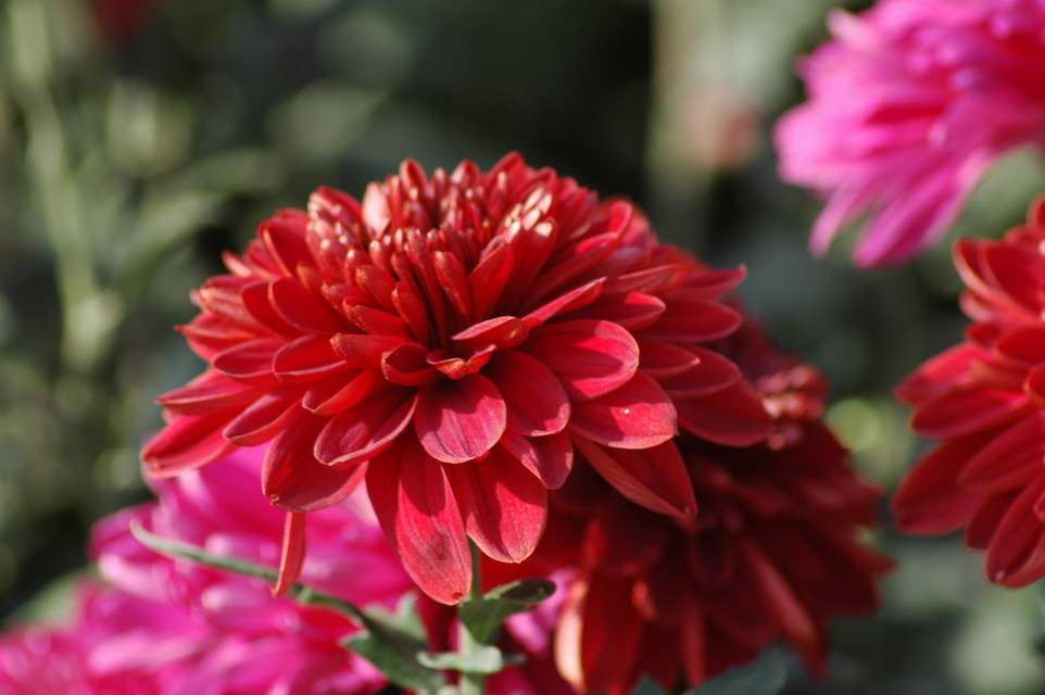菊花3