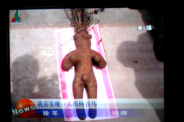 陕西发现人形何首乌