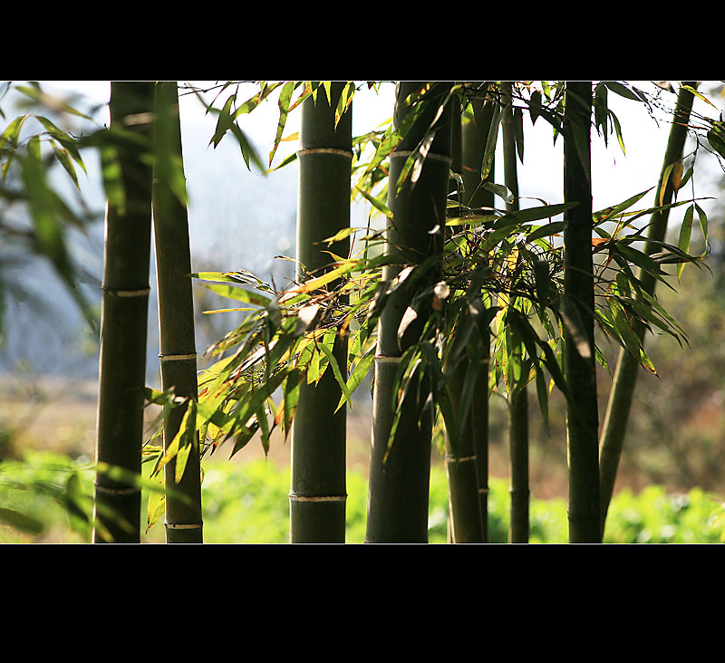 梅兰竹菊花卉帖