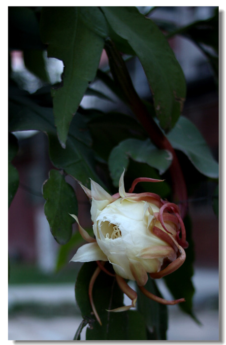 昙花一现