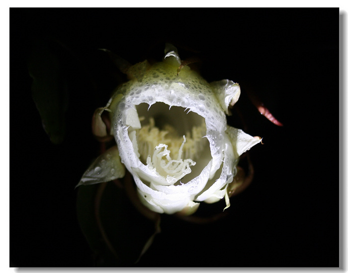 昙花一现