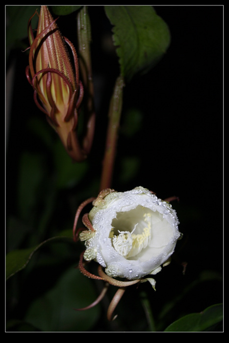 昙花一现
