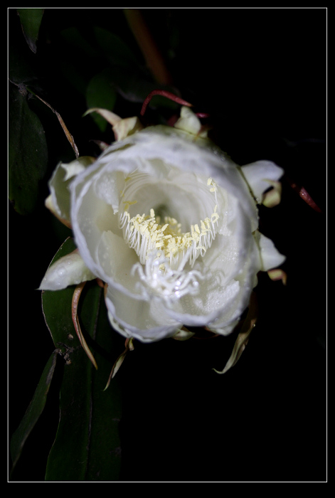 昙花一现