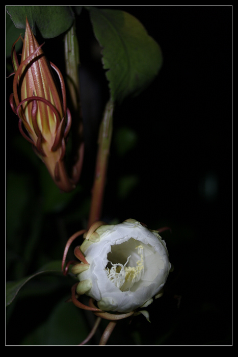 昙花一现