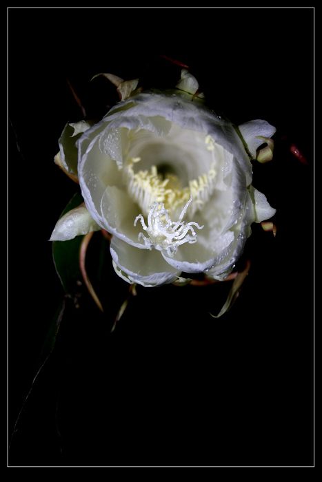 昙花一现