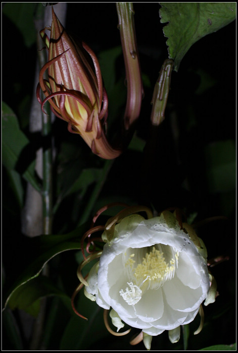 昙花一现