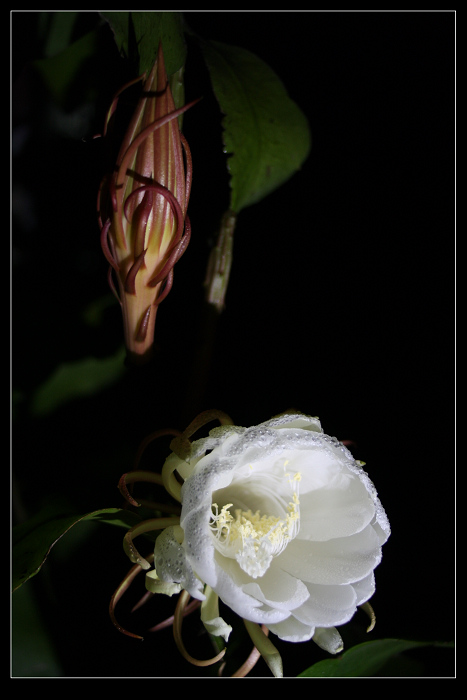 昙花一现