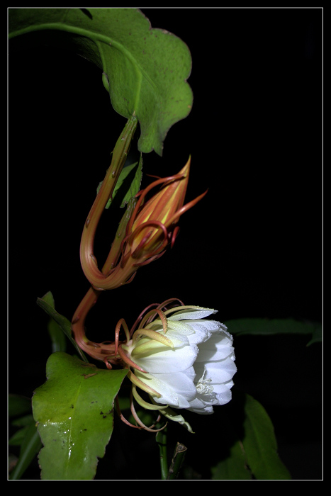 昙花一现