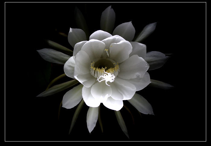 昙花一现