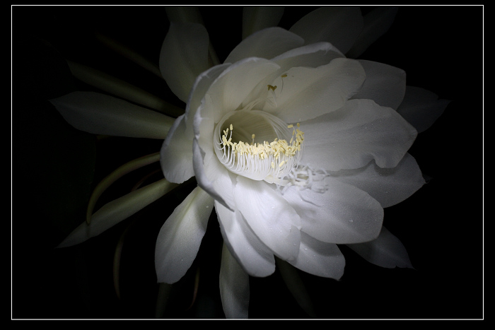 昙花一现