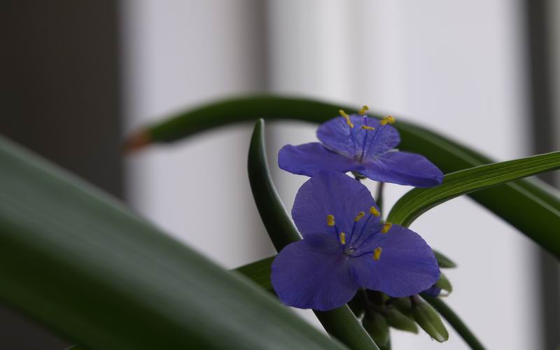[贴图]花