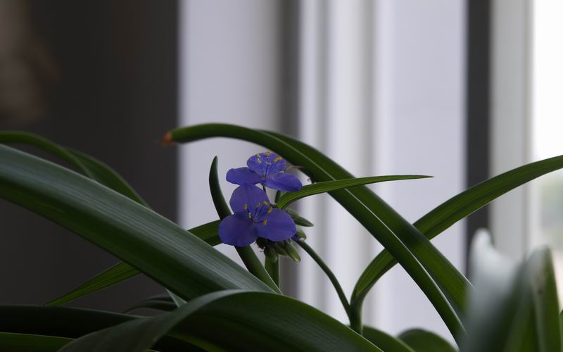 [贴图]花