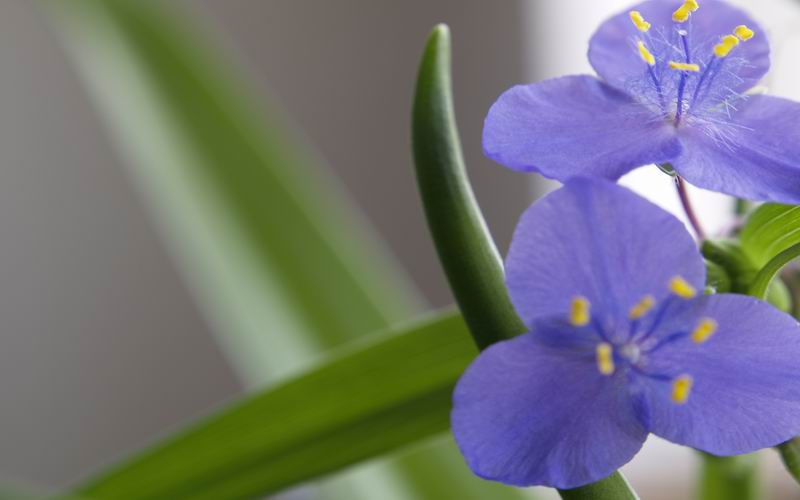 [贴图]花