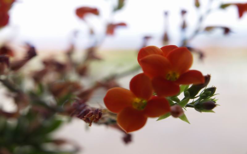 [贴图]花