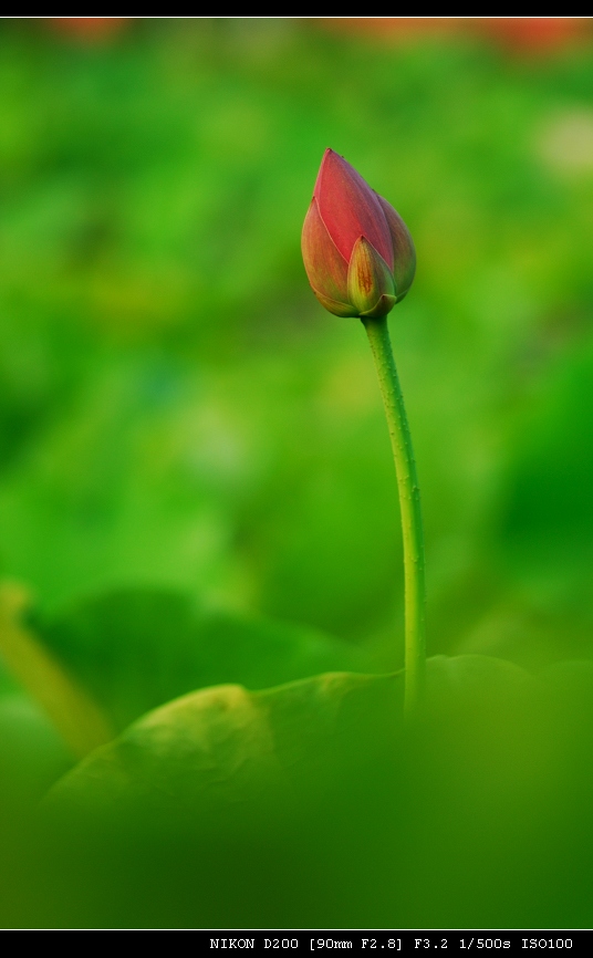 红绿之恋
