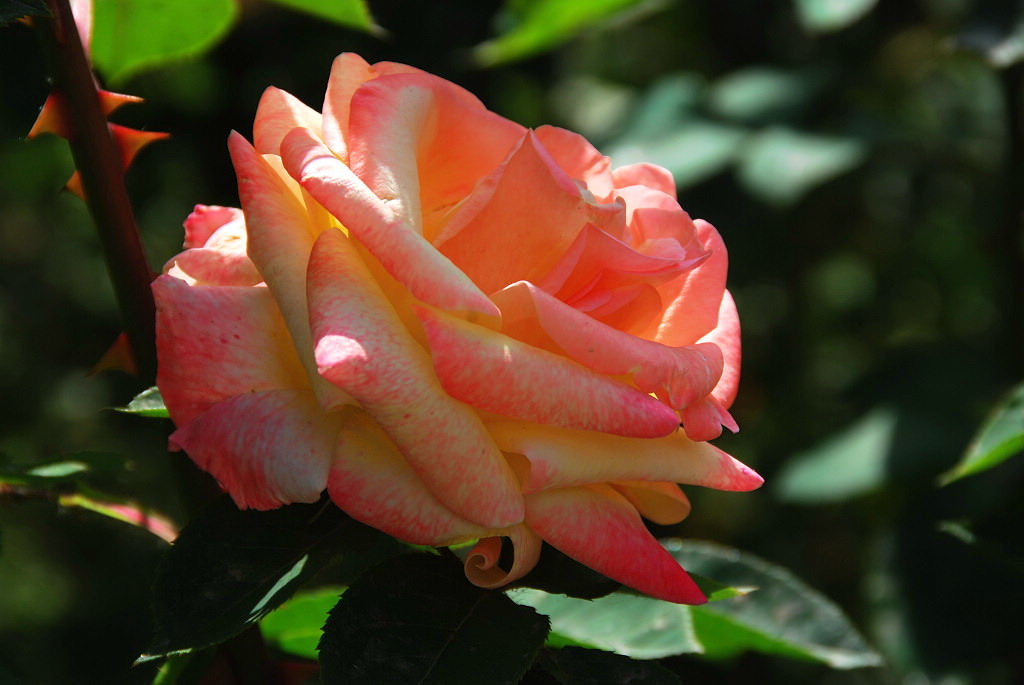 月季   花季