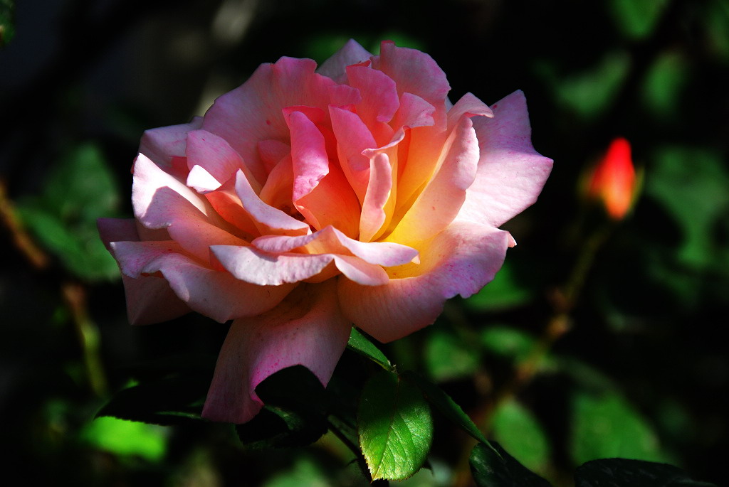 月季   花季